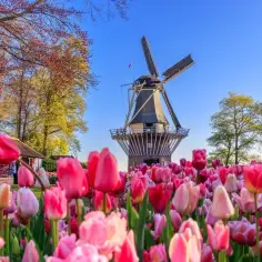 Keukenhof kiedy najlepiej jechać, aby zobaczyć tulipany w pełnym rozkwicie