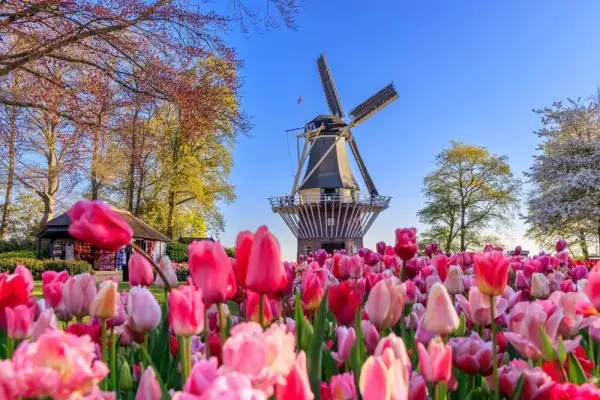 Keukenhof kiedy najlepiej jechać, aby zobaczyć tulipany w pełnym rozkwicie
